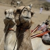 camel_desert_ma_v_0319_egy3594.jpg